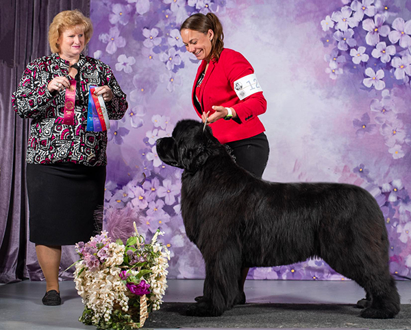 Shiraz a.k.a Shakira